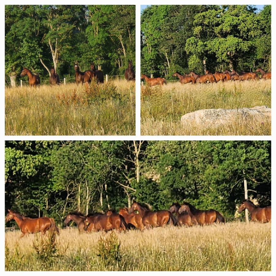 Les Naturelles Villa Saint-Aubin-de-Locquenay Kültér fotó